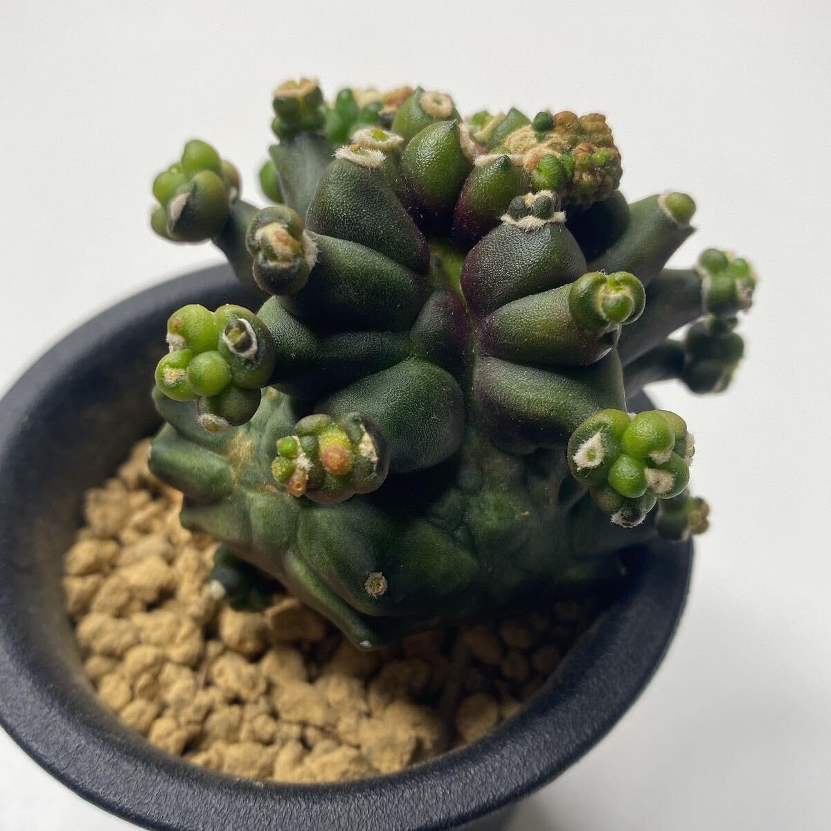 ギムノカリキウム　サグリオニス　&　ゼガラエ　FNつき　25種類セット ギムノカリキウム サグリオニス & ゼガラエ FNつき 25種類セット